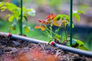 Healthy flower bed maintained with modern drip irrigation system